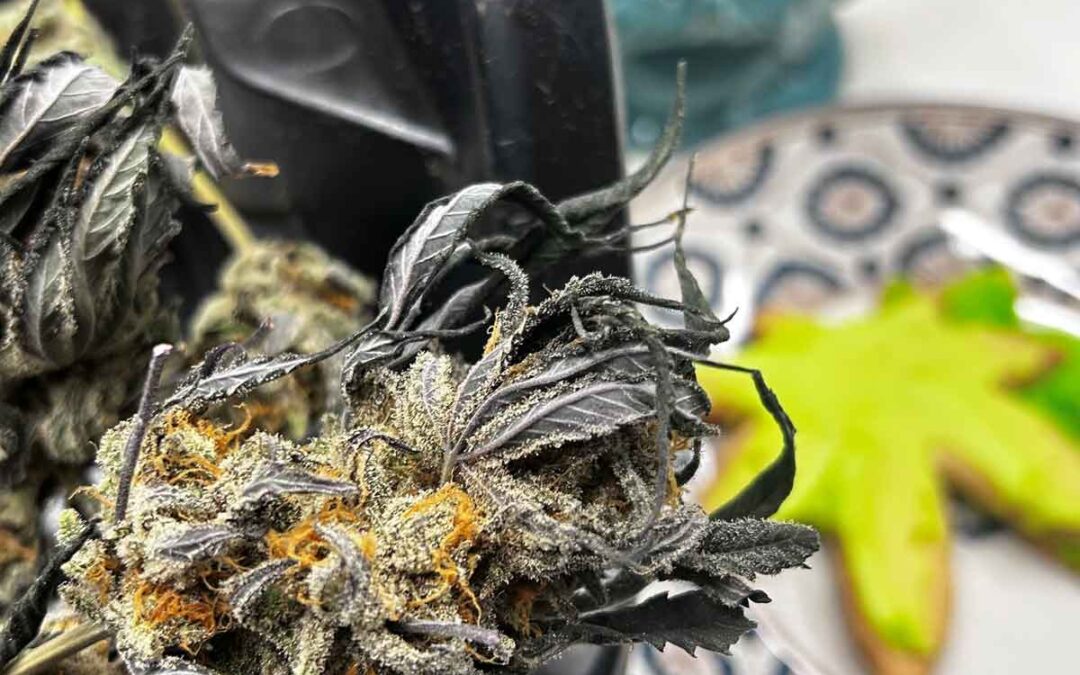 Mind Melter Northeast Growing Company