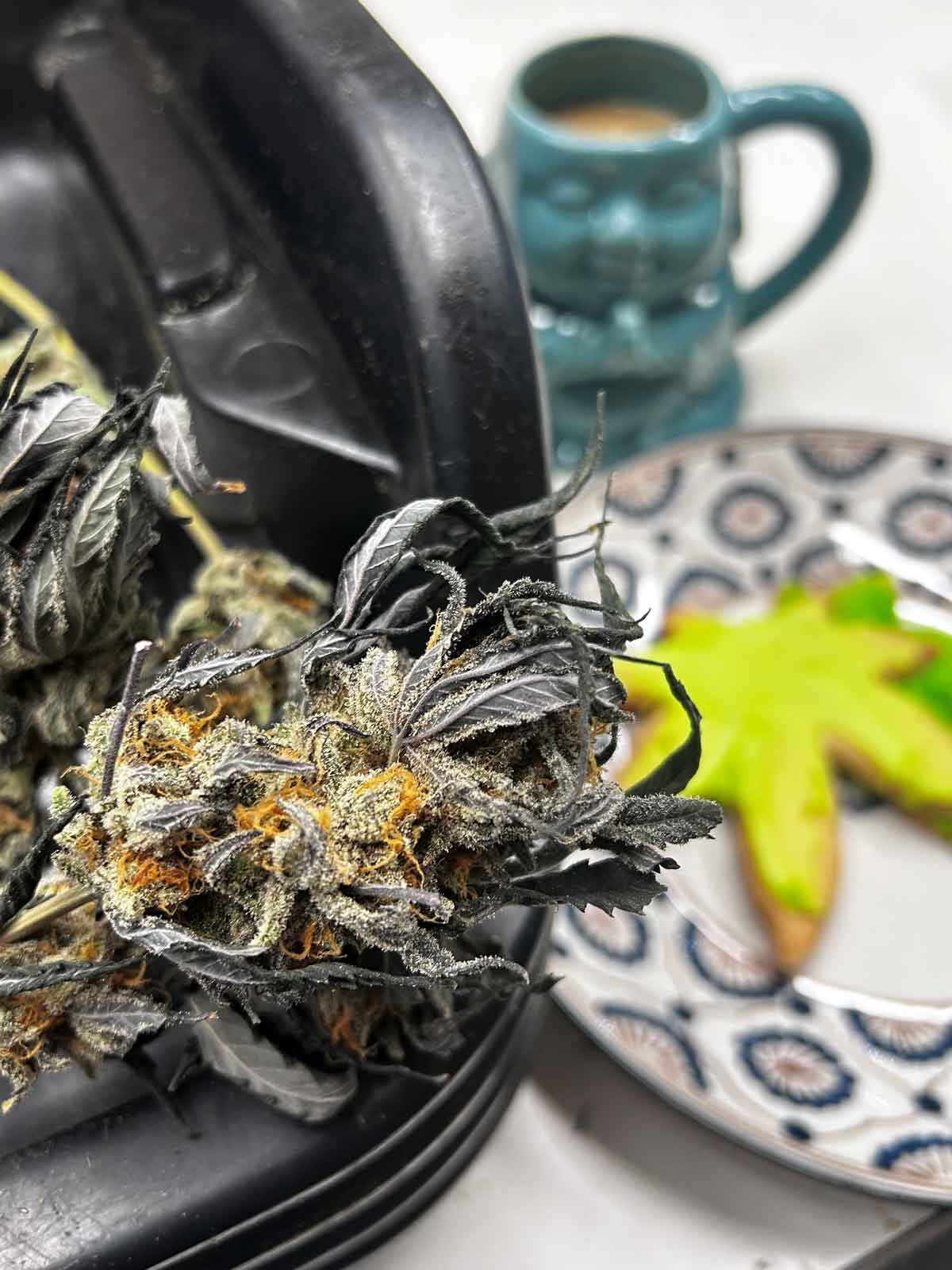 Mind Melter Northeast Growing Company