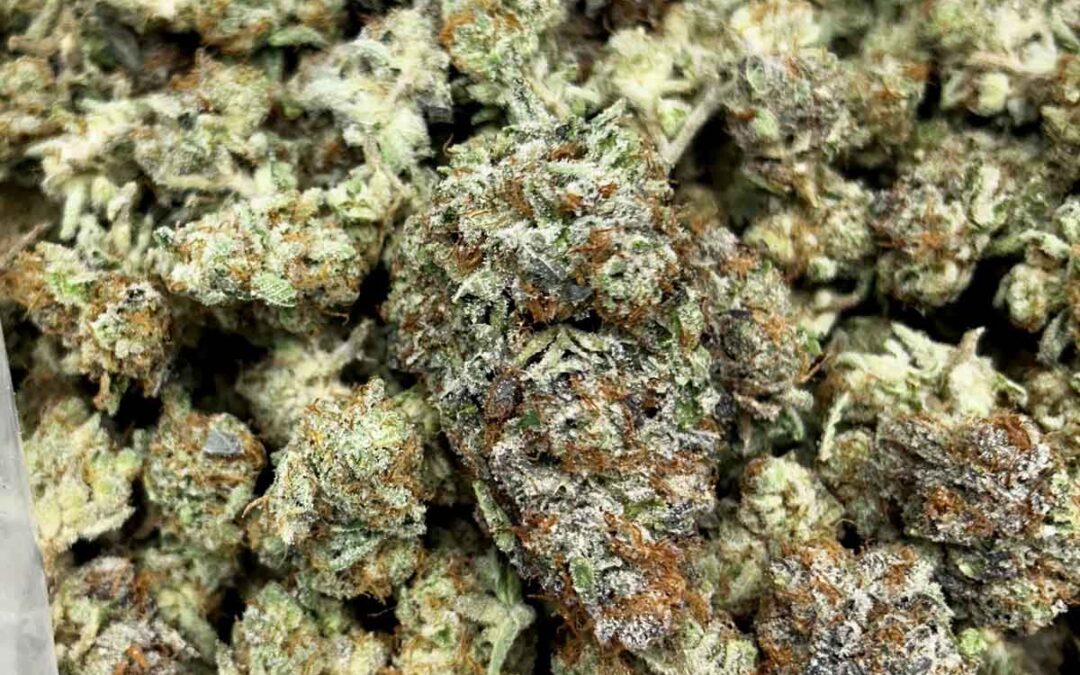 Pineapple Kush Northeast Growing Company