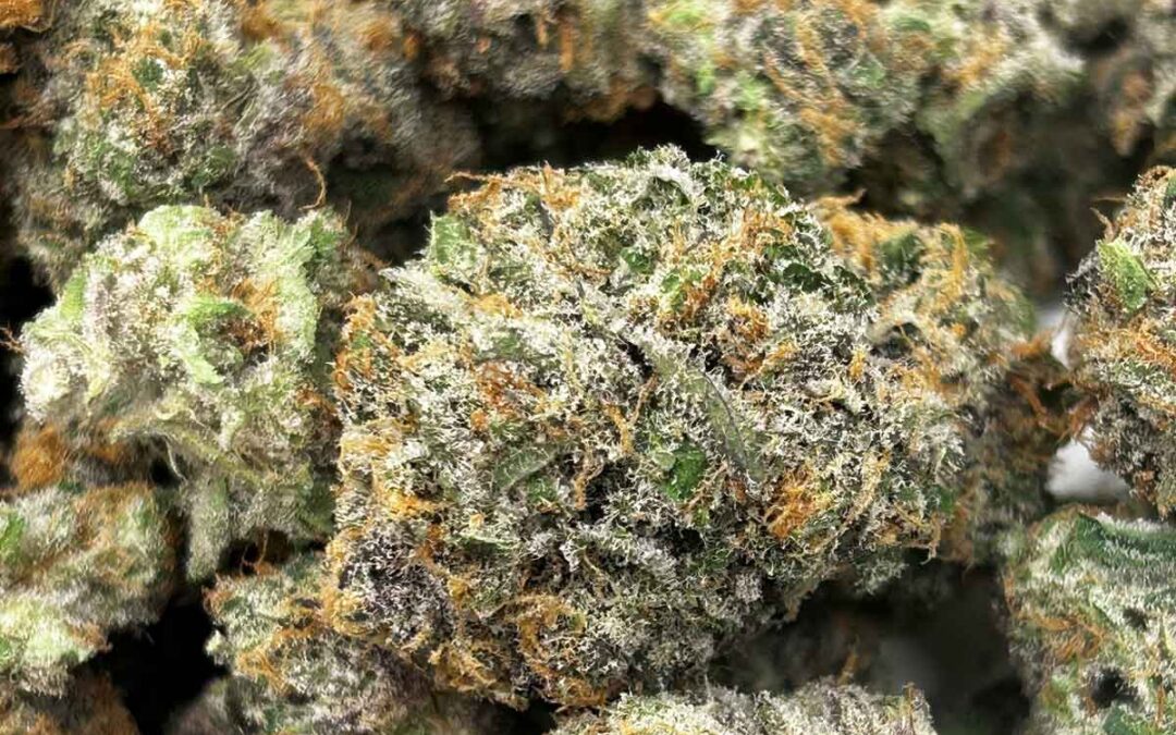 Purple Pineapple Punch Northeast Growing Company