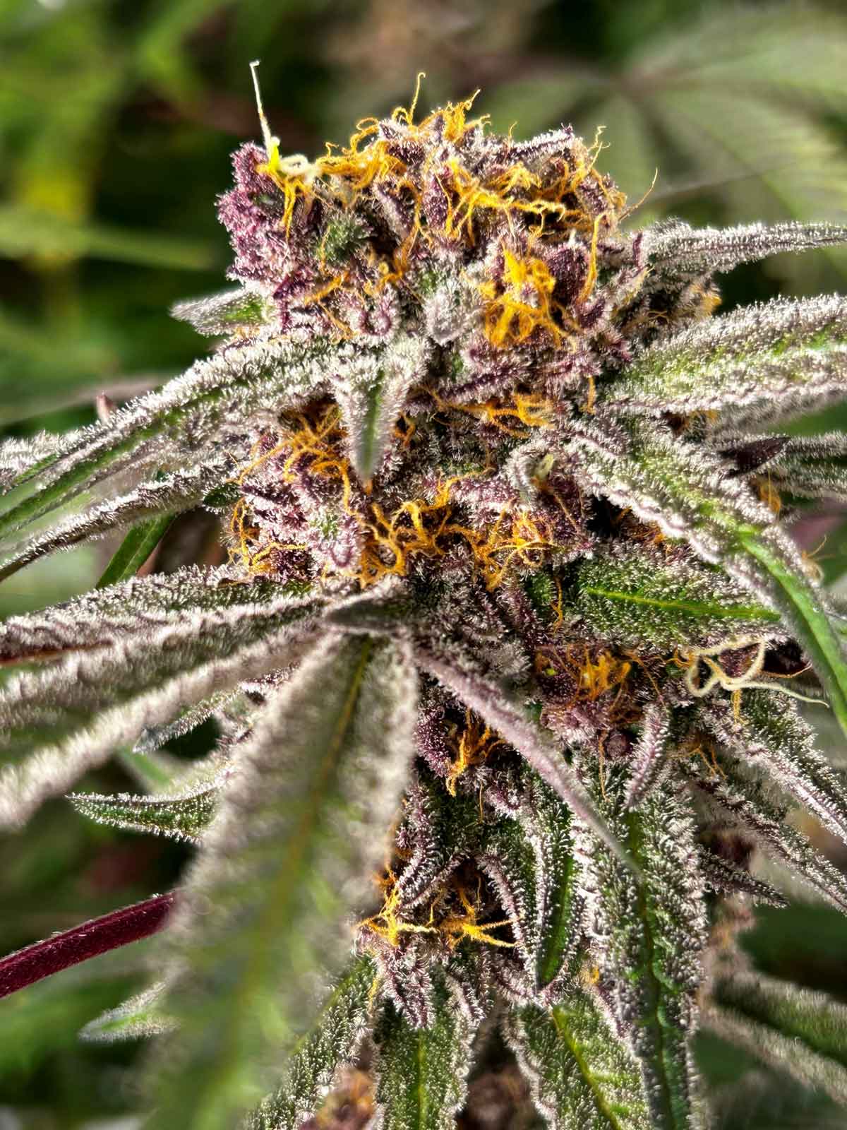 Sploosh Northeast Growing Company